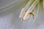 syrphid fly in lilly